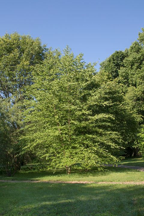 Betula nigra - river birch