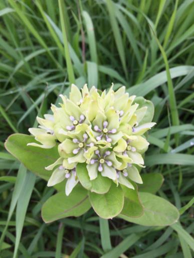 Asclepias viridis - green milkweed