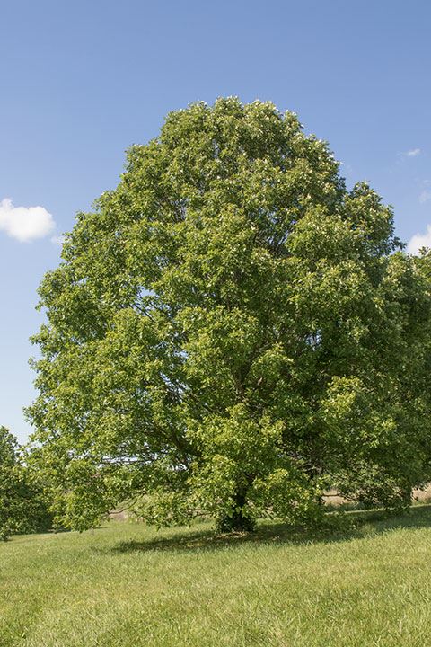 Carya laciniosa - Shellbark hickory