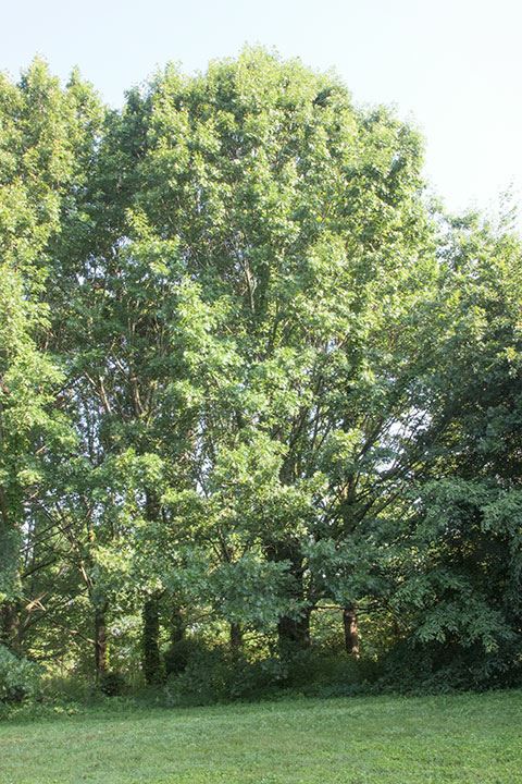 Quercus shumardii - Shumard oak