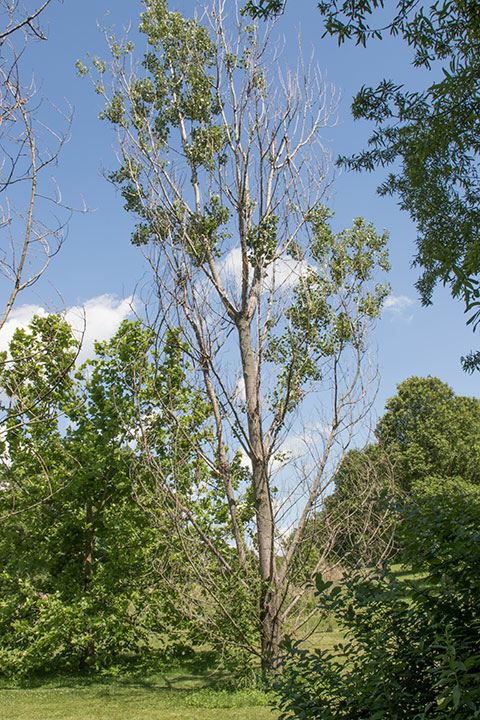 Populus deltoides - eastern cottonwood