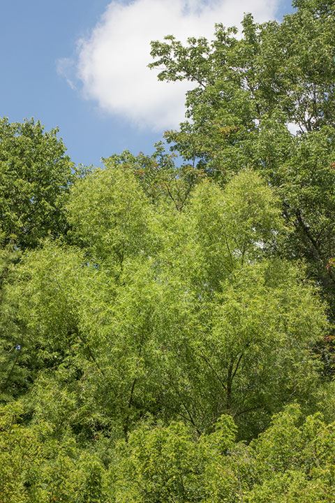 Salix nigra - black willow