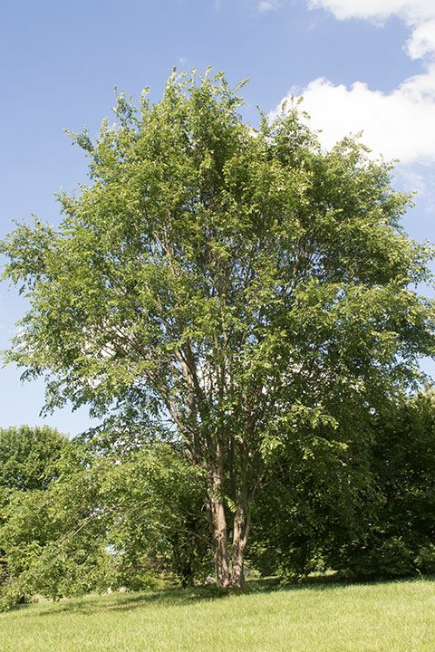 Ulmus americana - American elm