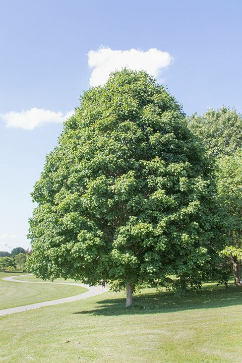 Acer nigrum - black maple