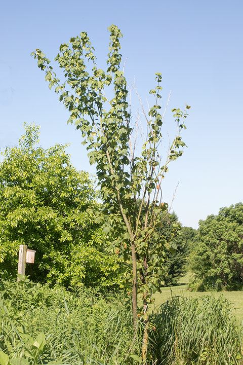 Acer pensylvanicum - striped Maple