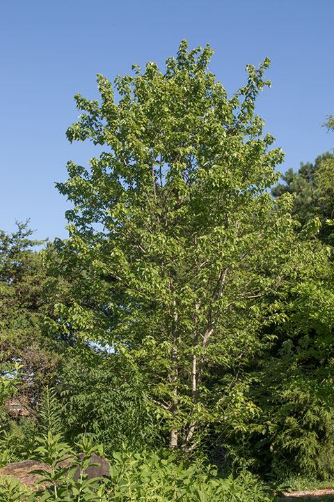 Acer spicatum - mountain maple