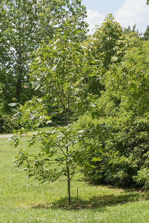 Carya carolinae-septentrionalis - Southern shagbark hickory