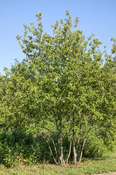 Castanea pumila - Allegheny chinquapin, dwarf chestnut