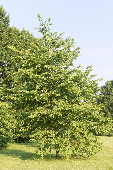 Ulmus rubra - red elm, slippery elm