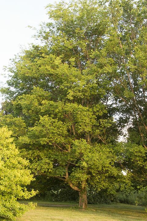 Celtis laevigata - sugarberry, Southern hackberry