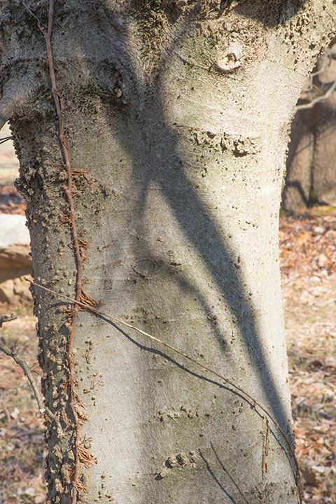 Celtis tenuifolia - dwarf hackberry