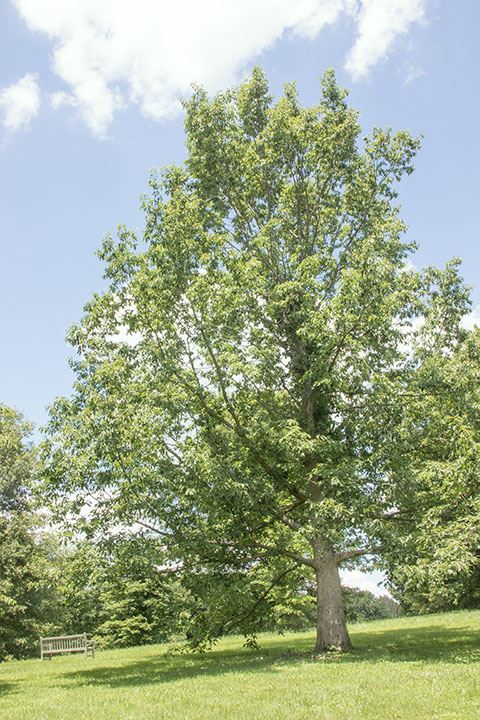 Quercus muehlenbergii - chinquapin oak