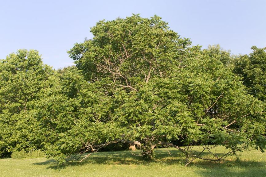Juglans cinerea - white walnut, butternut