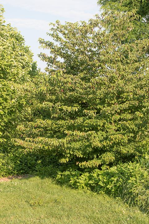 Swida alternifolia - alternate-leaved dogwood