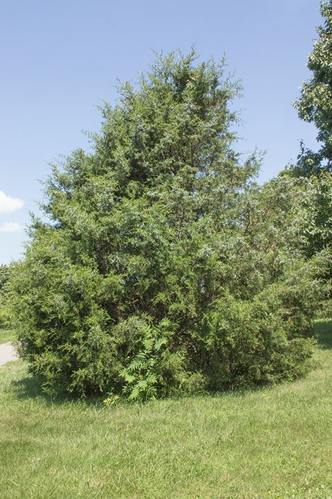 Juniperus virginiana - Eastern red cedar