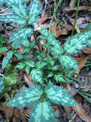 Hydrophyllum virginianum - Virginia waterleaf