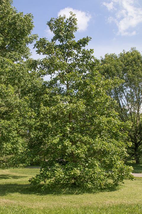 Quercus stellata - post oak