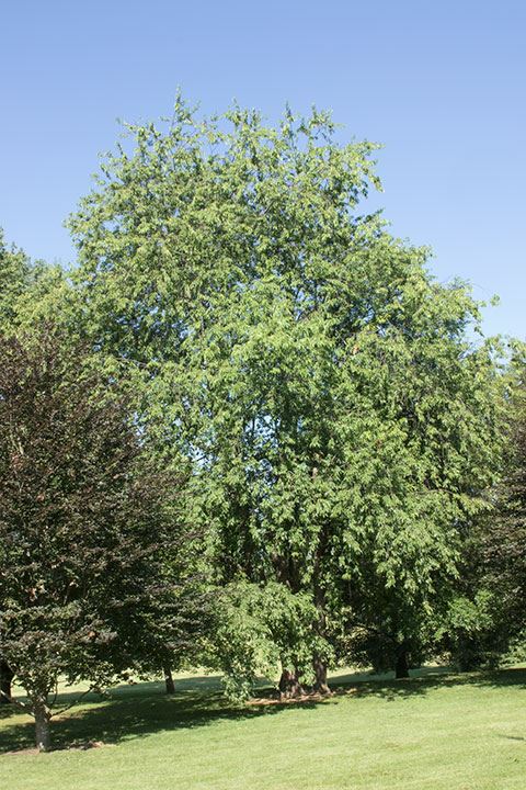 Prunus serotina - black cherry