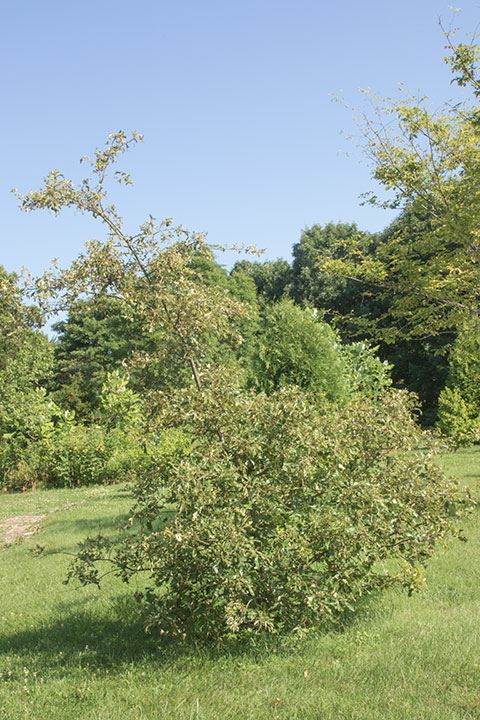 Quercus ilicifolia - bear oak