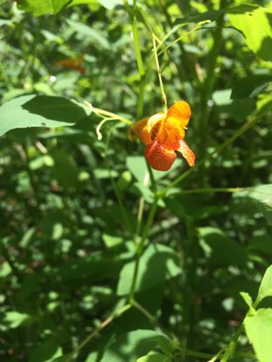 Impatiens capensis - jewelweed