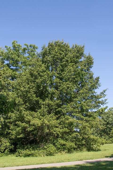 Quercus imbricaria - shingle oak