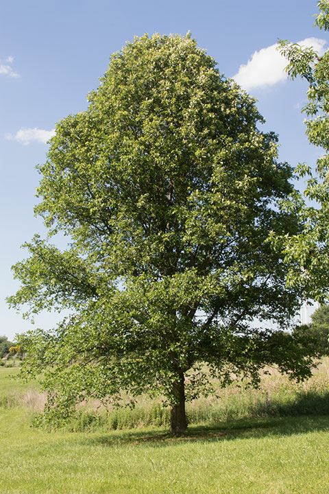 Quercus lyrata - Overcup oak