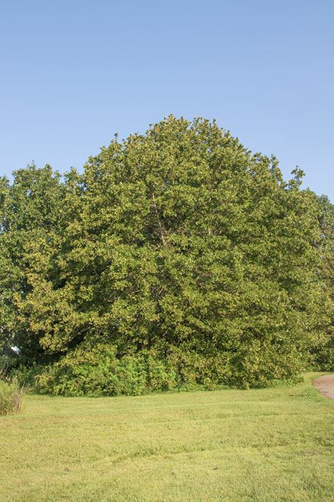 Quercus marilandica - blackjack oak