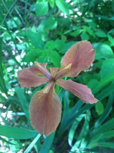 Iris fulva - copper iris