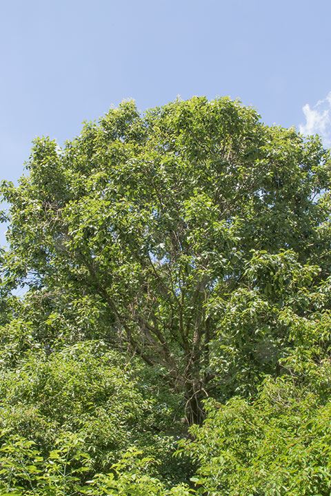 Quercus michauxii - swamp chestnut oak