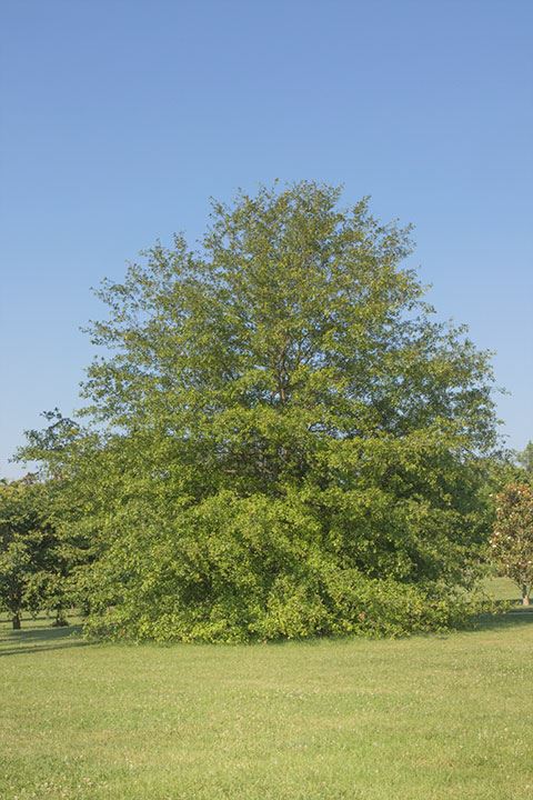 Quercus nigra - water oak