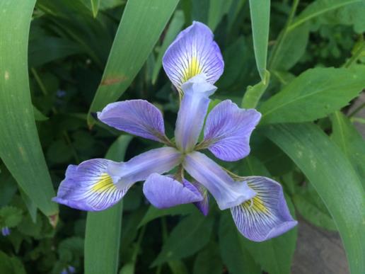 Iris virginica - southern blue iris