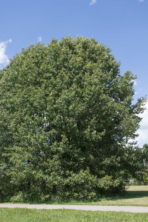 Quercus pagoda - cherrybark oak