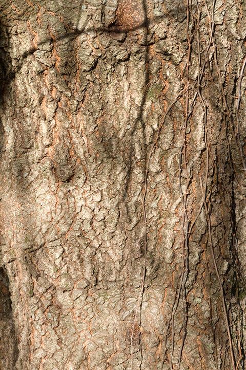 Quercus phellos - willow oak