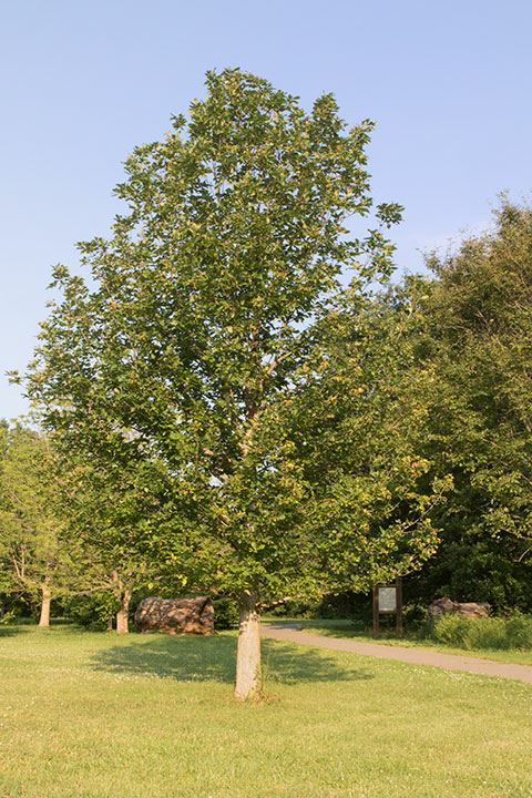 Quercus prinoides - dwarf chestnut oak