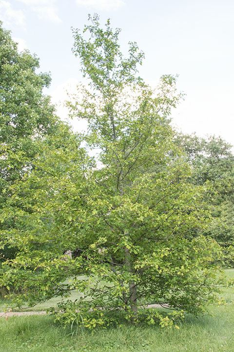Quercus texana - Nuttall's oak