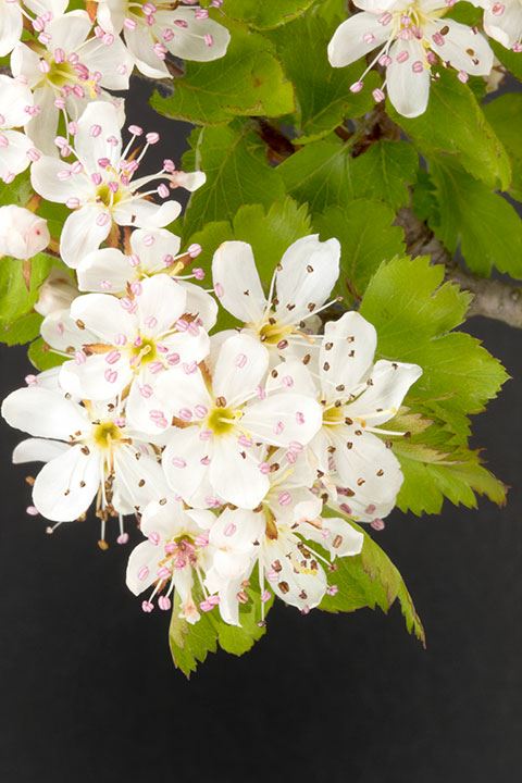 Crataegus marshallii - Parsley hawthorn | State Botanical Garden of ...