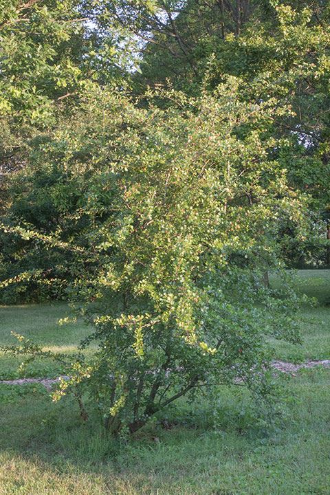 Crataegus uniflora - One-flower hawthorn