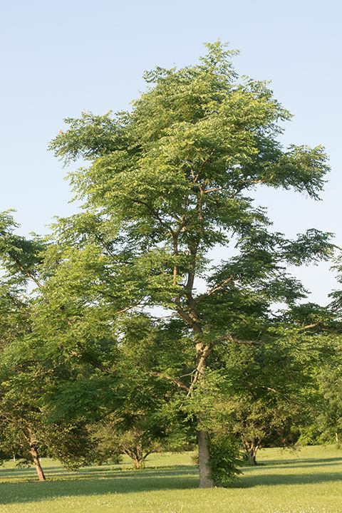 Gymnocladus dioicus - Kentucky coffee tree