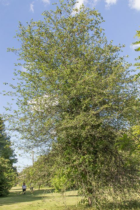Malus angustifolia - Southern crabapple
