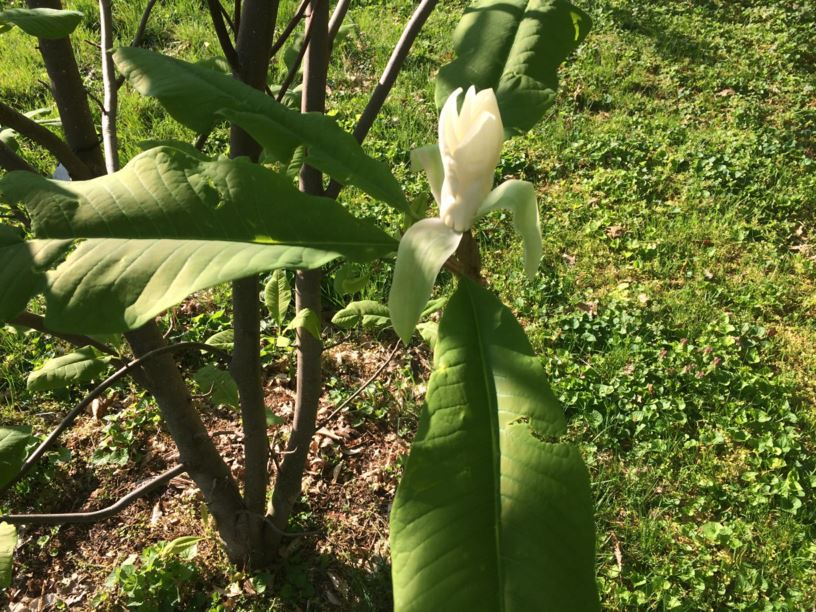 Magnolia tripetala Umbrella magnolia State Botanical Garden of Kentucky