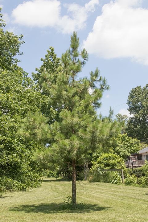 Pinus taeda - Frankincense pine