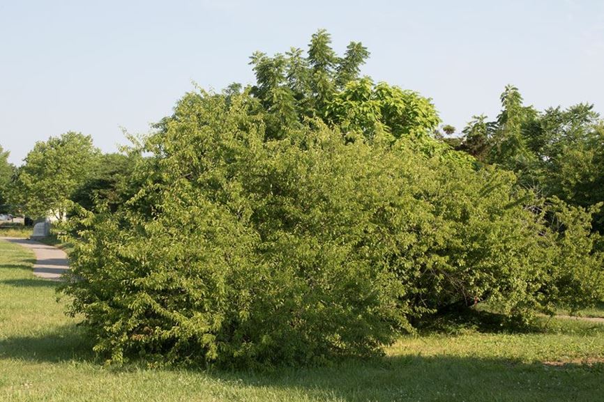 Prunus angustifolia - chickasaw plum