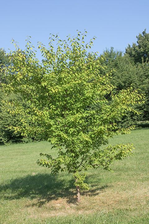 Prunus hortulana - hortulan plum