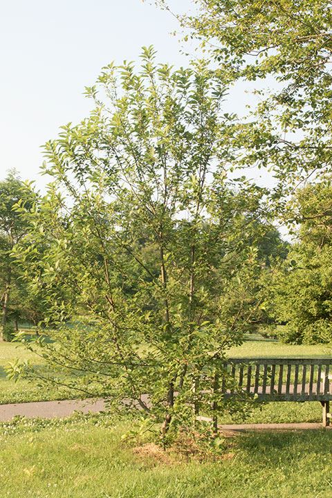 Prunus virginiana - Chokecherry