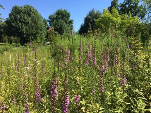Arboretum view